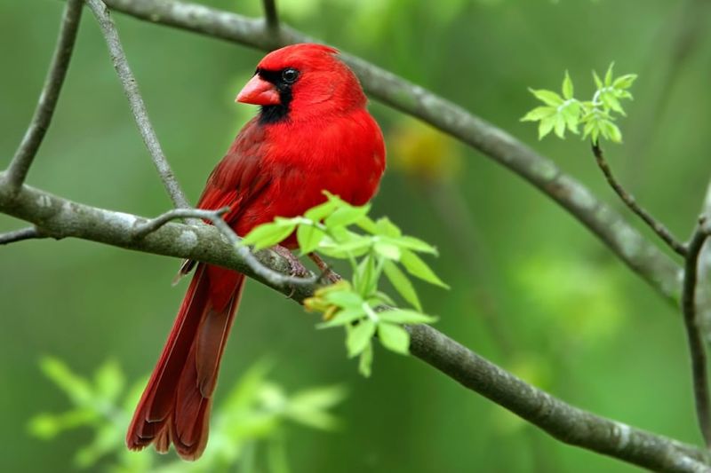 The Red Bird Is Usually a Northern Cardinal