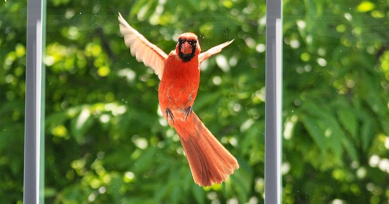 What the Cardinal at Your Window Is Actually Doing