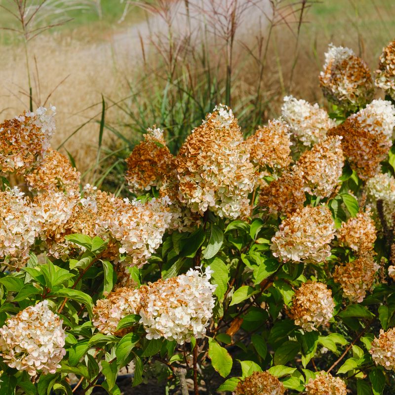 The Pruning Date Protects Next Year’s Flowers