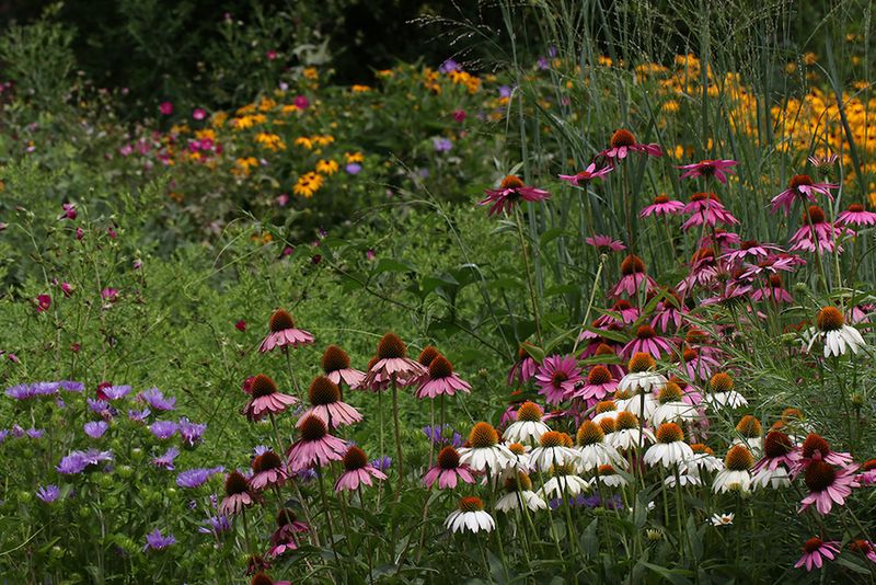 Native Plants Know Our Soil And Weather Patterns