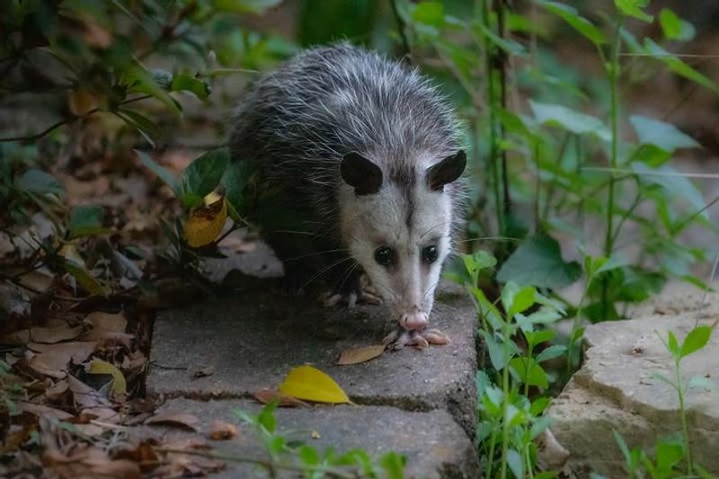 Its Menu Reaches Beyond Garden Pests