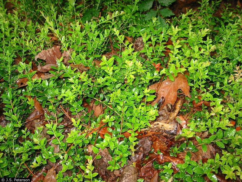 Meet The Native Groundcover Worth Considering