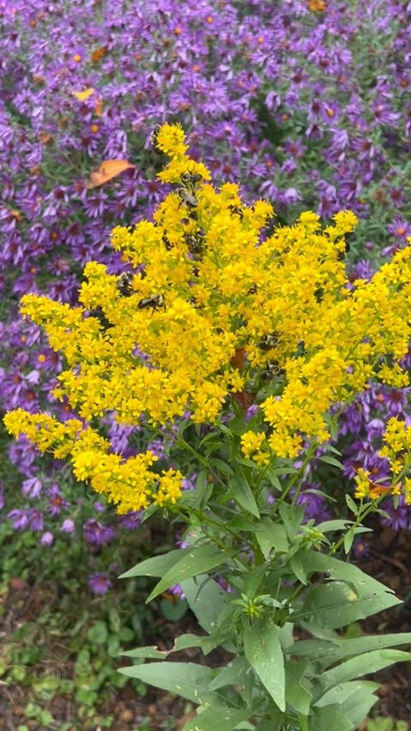 Native goldenrods take the late-season handoff