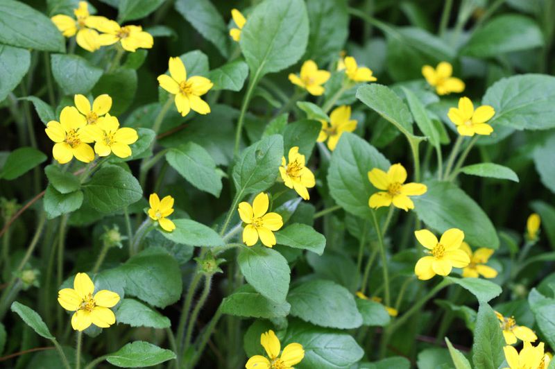 Green-and-Gold
