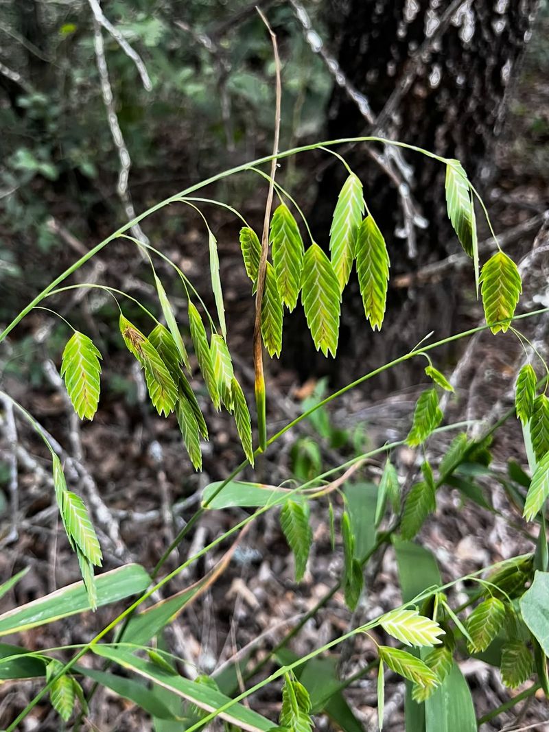 River oats fits some North Carolina sites—not every yard