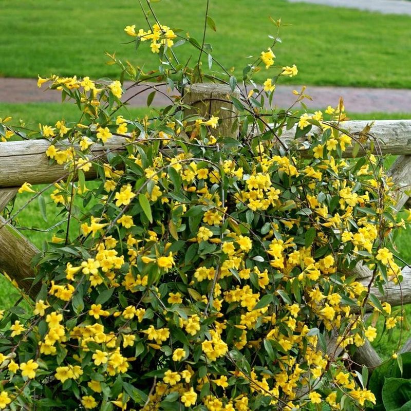 Meet The Carolina-Native Vine