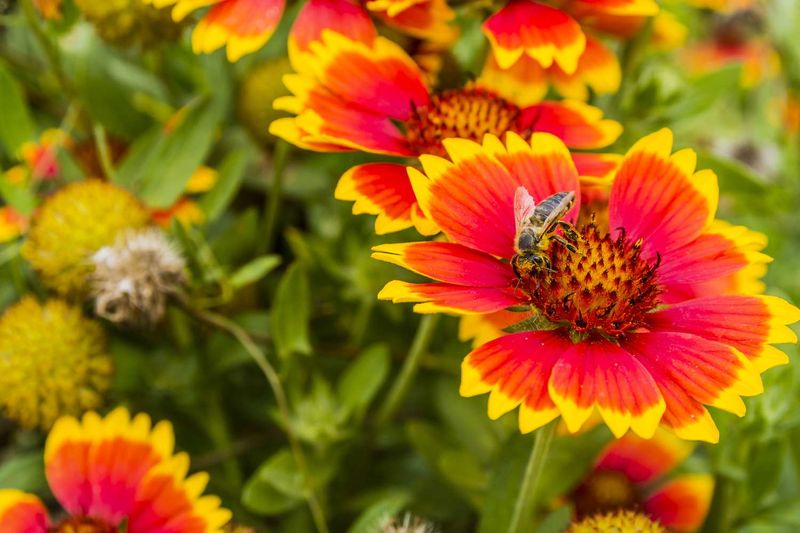 Blanket Flower Keeps North Carolina Beds Bright