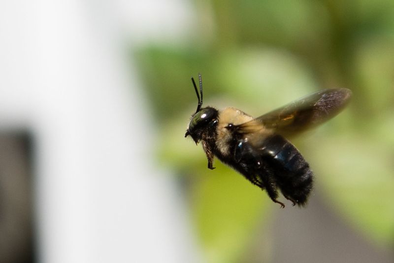 Why They Dive-Bomb People on the Porch