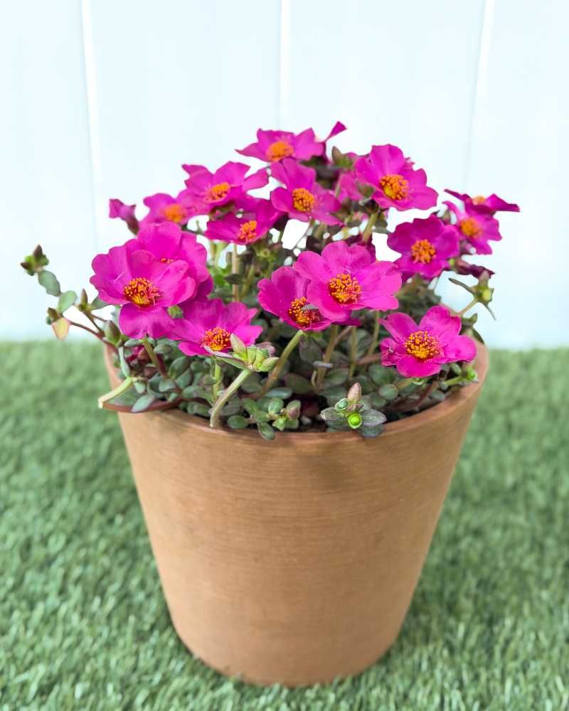 Choose Drainage Before Decorative Features