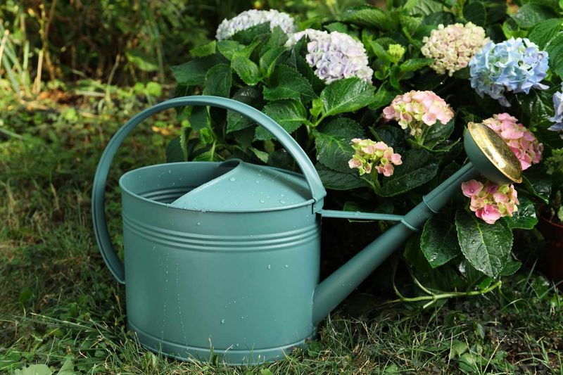 Moist Soil Matters More Than Constant Water