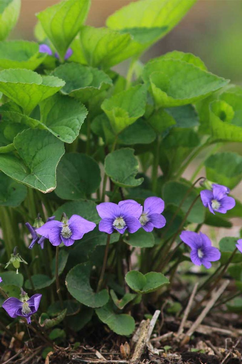 A Native Perennial With A Statewide Footprint