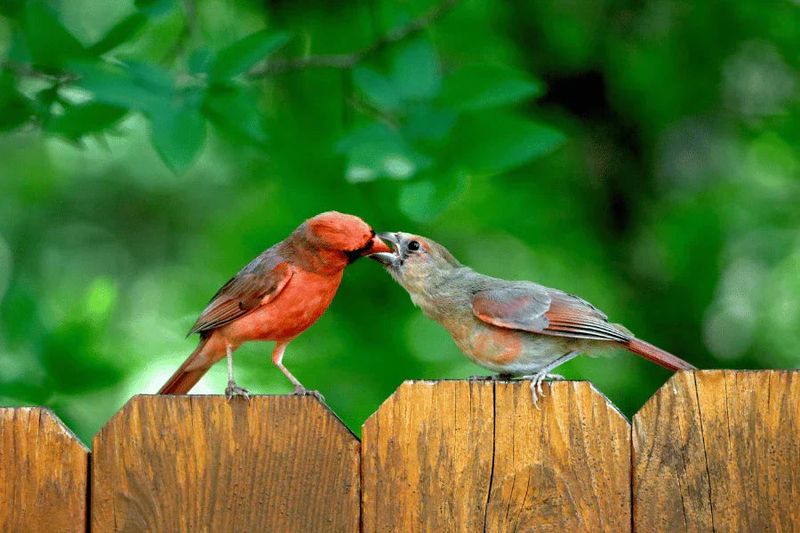 Why Does the Same Porch Keep Seeing Cardinals?