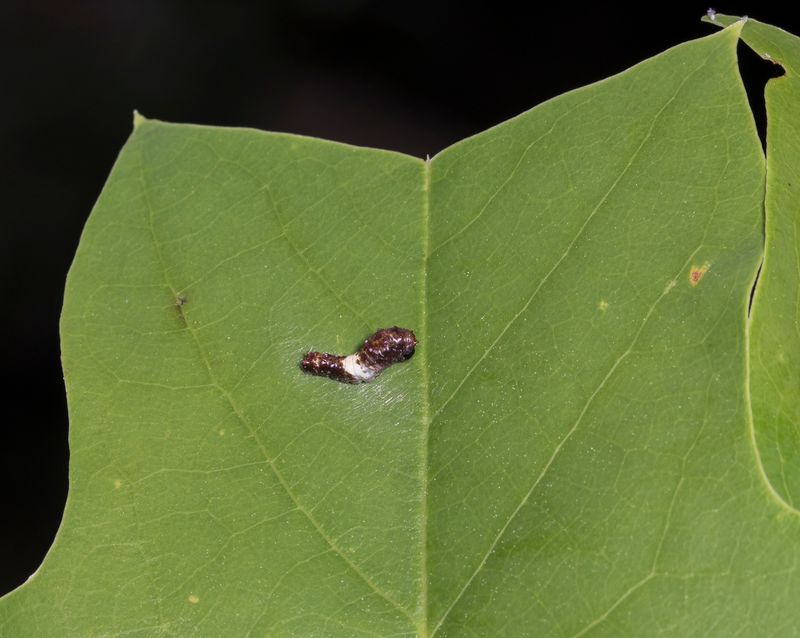 A Visit Does Not Prove Caterpillars