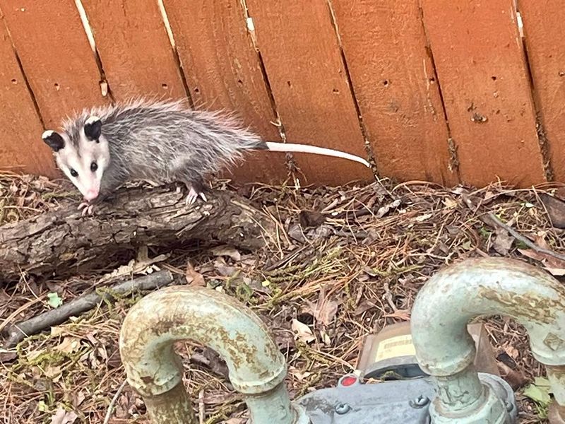A Passing Opossum Needs No Welcome Mat