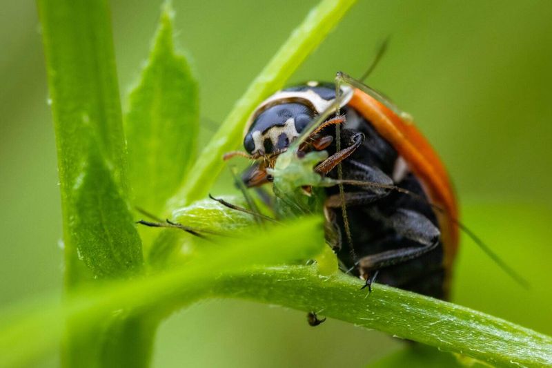 Ladybugs Patrol Fast When Aphids Explode