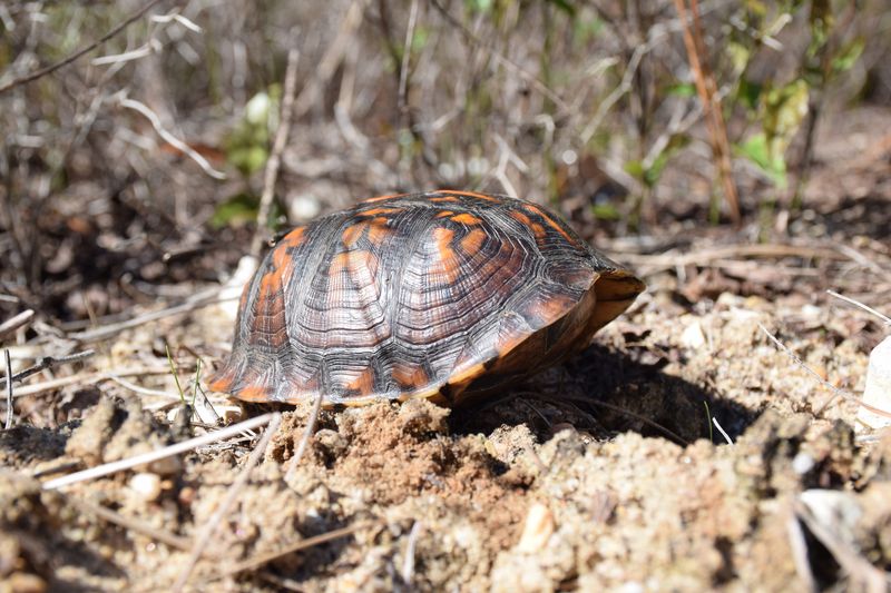 Your Turtle Is Reading The Landscape