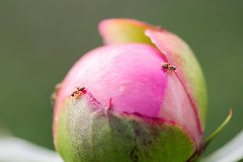 Peony buds open on their own