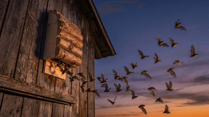 Why dusk bat activity cannot promise fewer bites