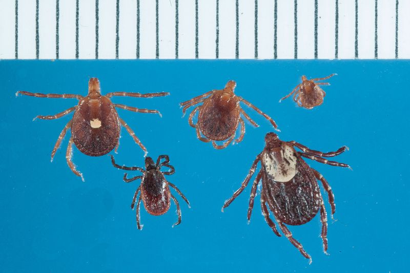 Laboratory repellency does not make a planted hedge a tick fence