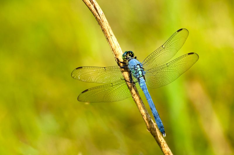 Dragonflies Are Hunters, Not Mosquito Machines
