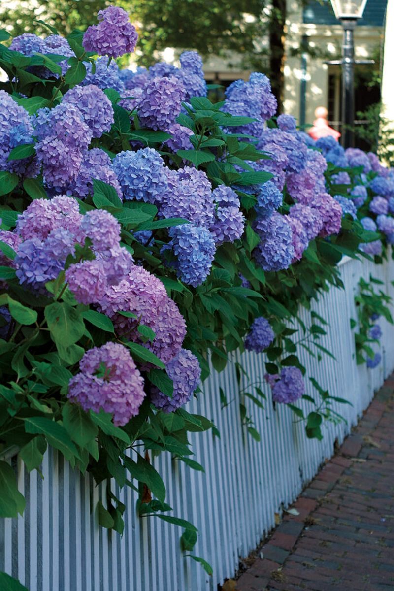 Hydrangea Is the Bloomer Hiding in Plain Sight