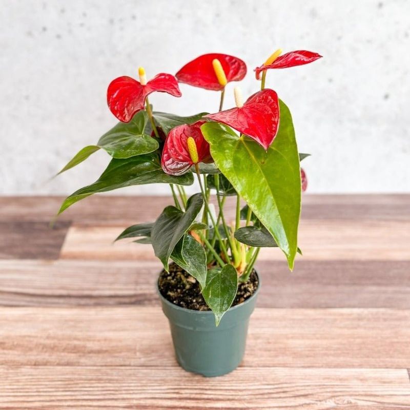 Anthurium Can Bloom In A Dim, Illuminated Room