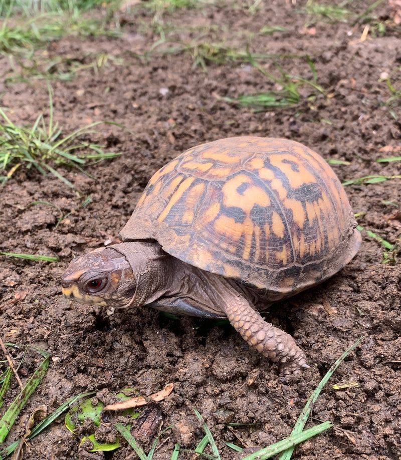 One Turtle Cannot Grade Your Garden