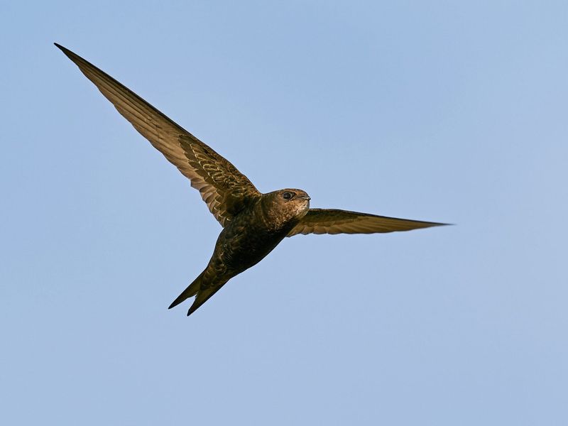 Meet North Carolina’s Chimney Swift