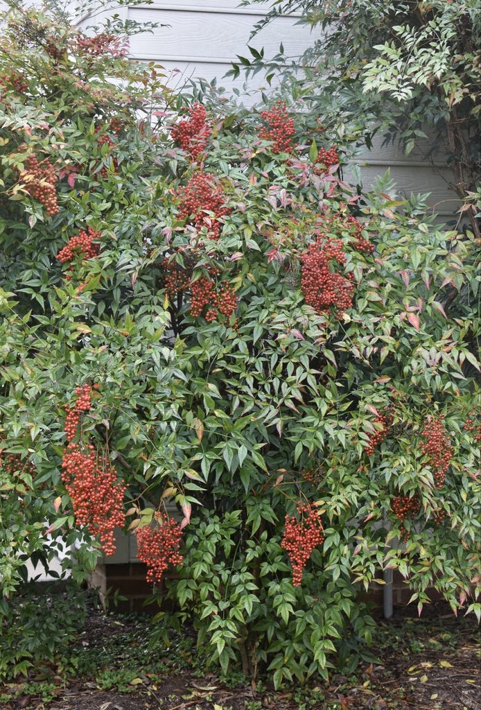 The Likely Shrub Is Heavenly Bamboo