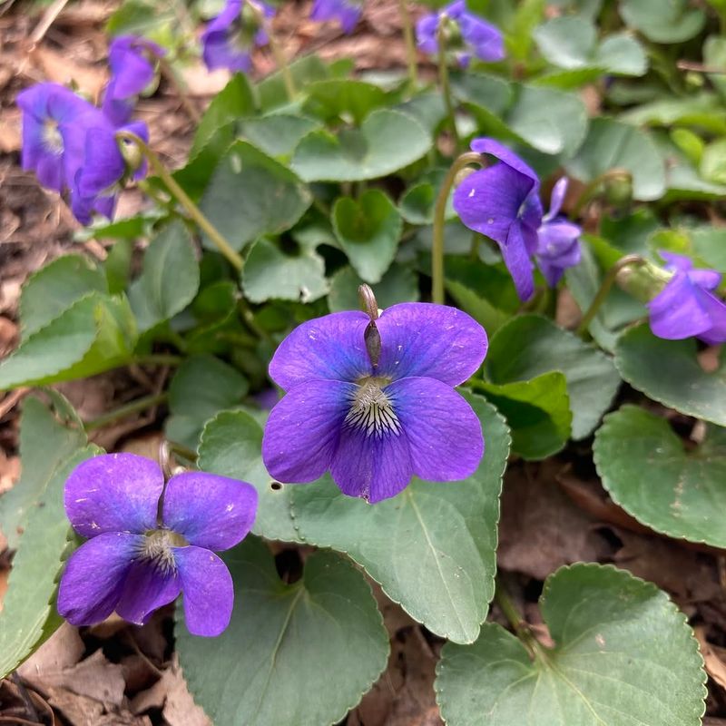 The Purple Lawn Flower Is Probably Common Blue Violet