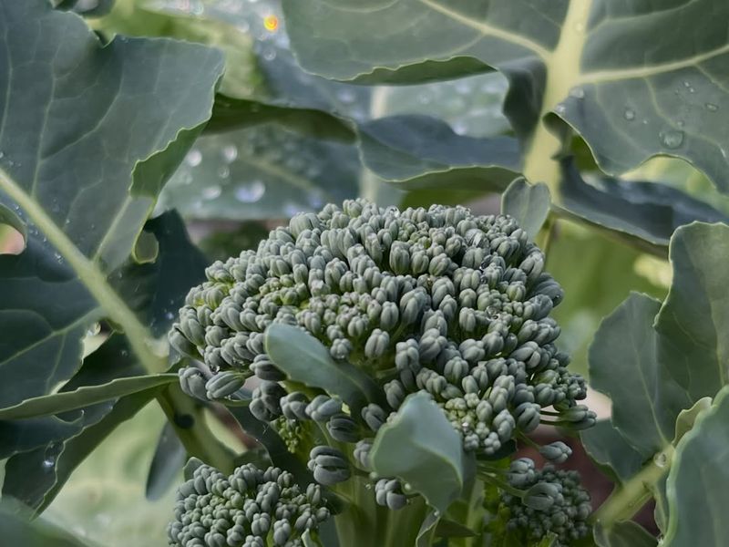 Harvest Tight Buds And Expect Flexibility