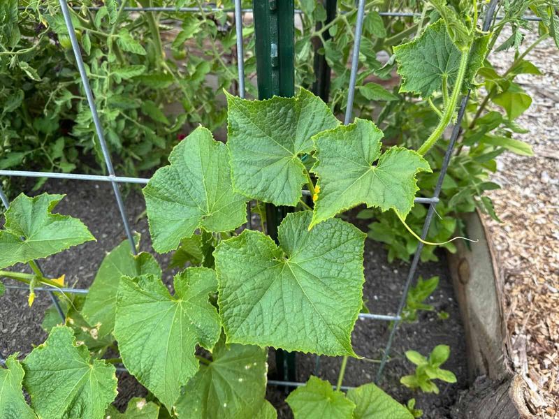 Too Much Nitrogen Grows Leaves Instead