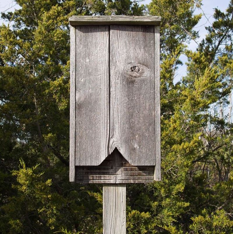 A bat house supports habitat but does not solve mosquitoes