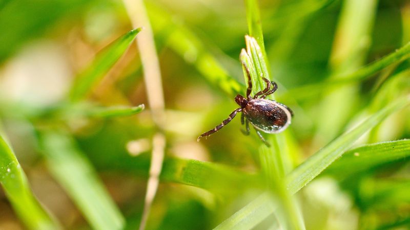 Protect the Calm From Heat, Ticks, and Pesticides