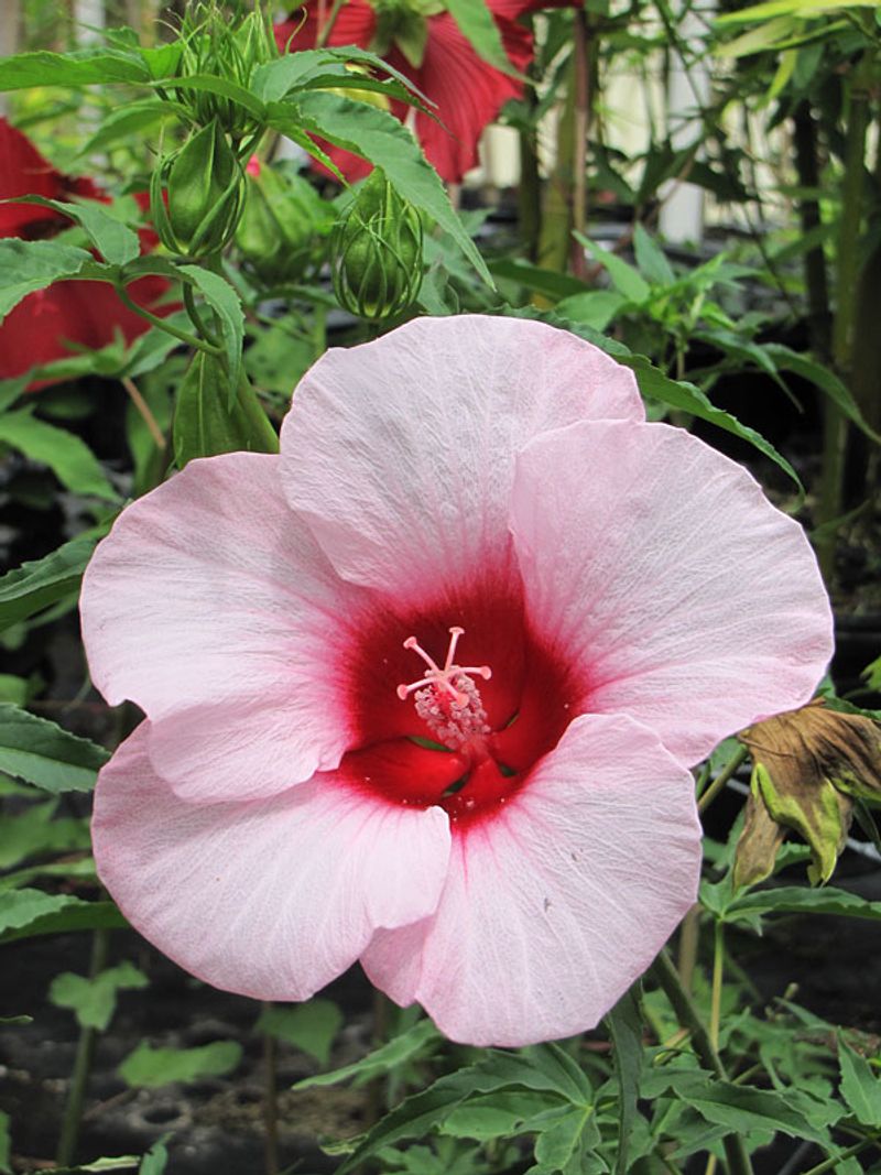 Swamp Rose Mallow