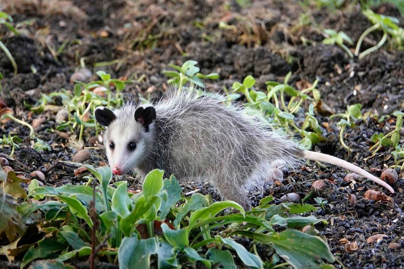 Keep the opossum, keep the precautions