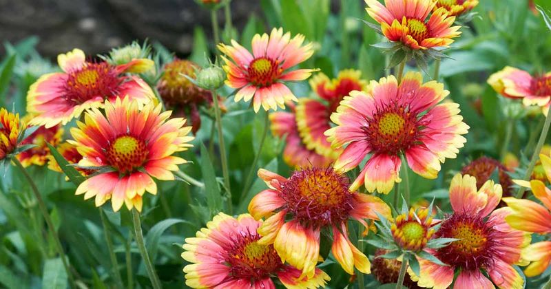 Choose the Right Blanket Flower for Your Region