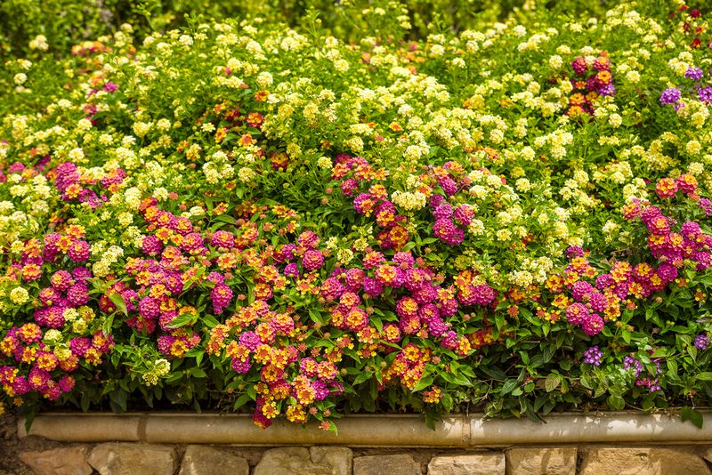 Match the Cultivar to the Space