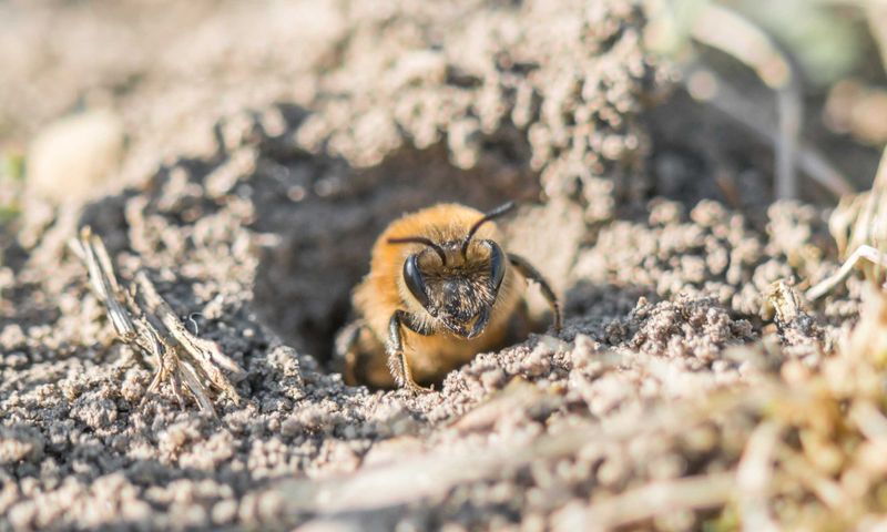 Pollinator Habitat Extends Beyond Flowers
