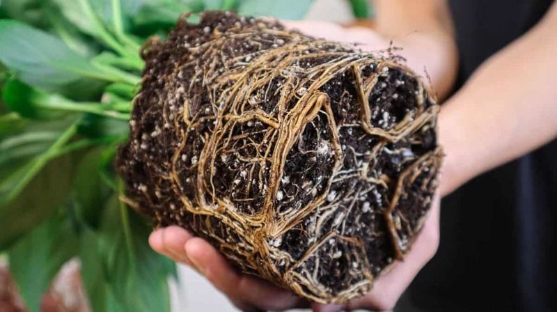 Inspect Roots Before You Decide What to Cut