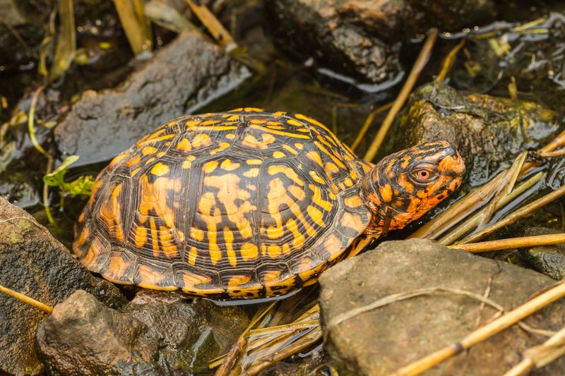 The Visitor Is Likely An Eastern Box Turtle