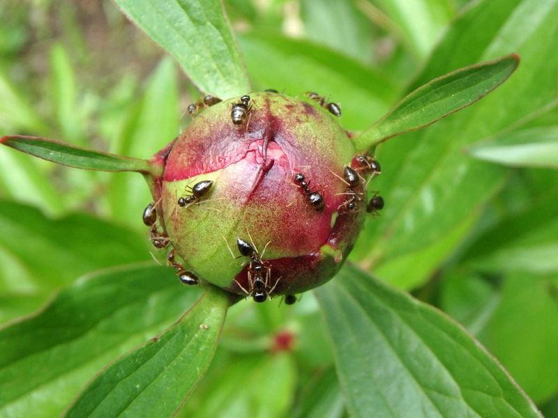 The ants are after nectar, not the unopened flower