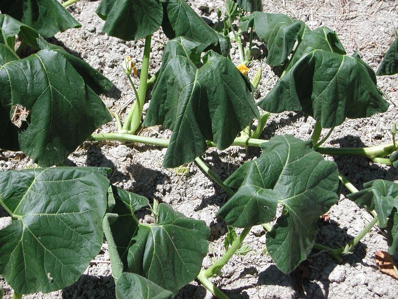 Experienced Gardeners Read Stress Before Damage