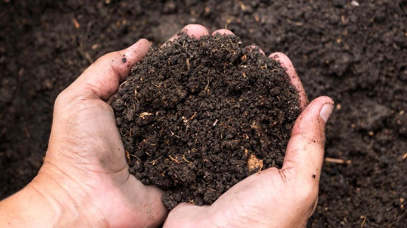 Test The Soil Before You Buy The Plants