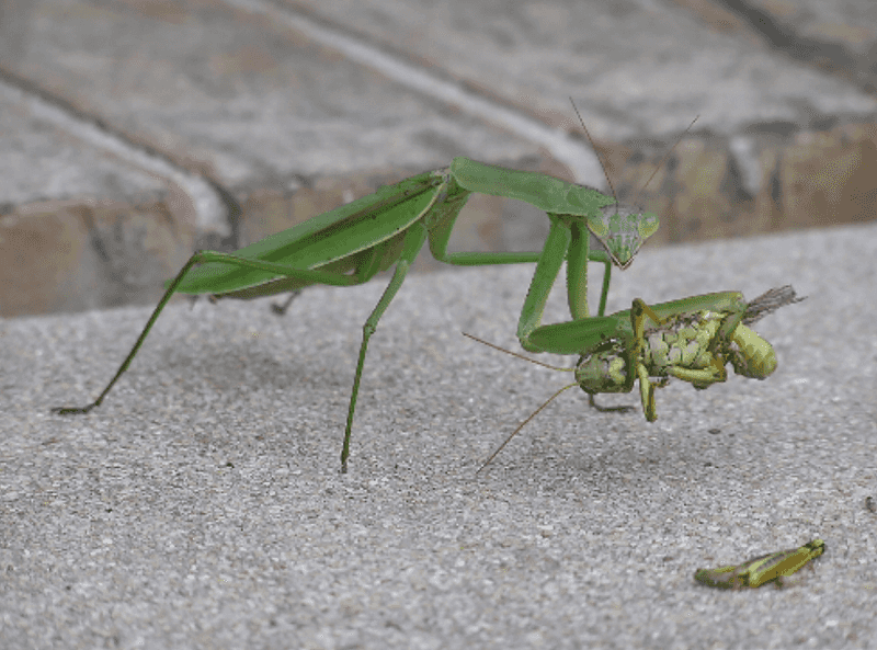 More Mantises Do Not Prove Fewer Pests