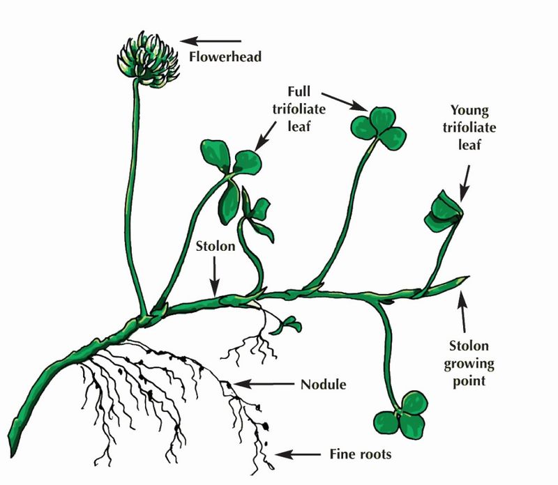 The nitrogen benefit comes with conditions