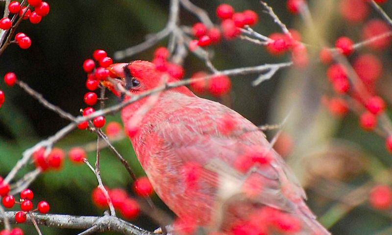 A Cardinal-Friendly Yard Starts With Cover