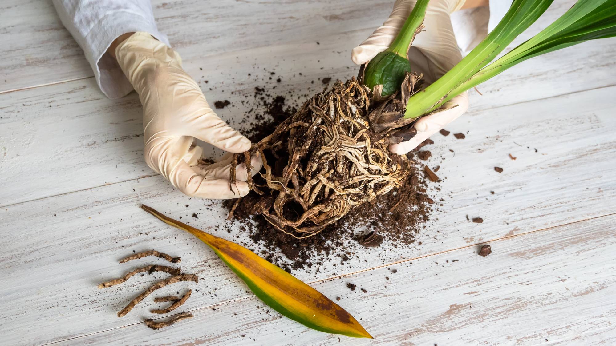 Waterlogged Roots May Lose Access to Oxygen