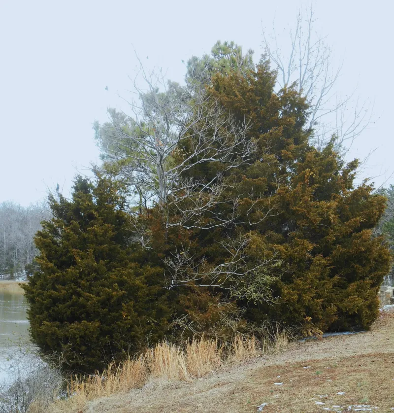Eastern Redcedar