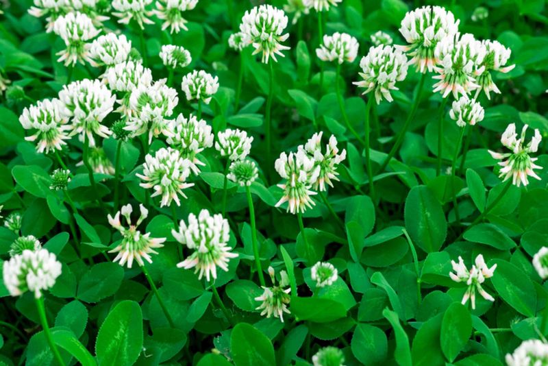 The Rebel In Your Lawn Is White Clover